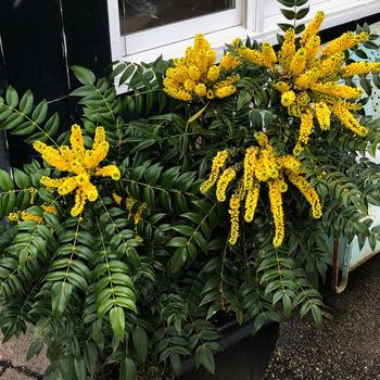 Mahonia x media 'Marvel'