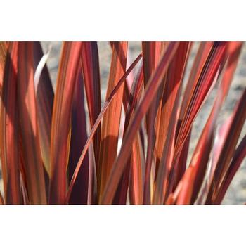 Phormium 'Rainbow Chief' 