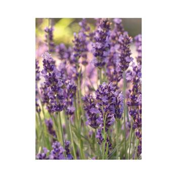 Lavandula angustifolia 'Forever Blue' 