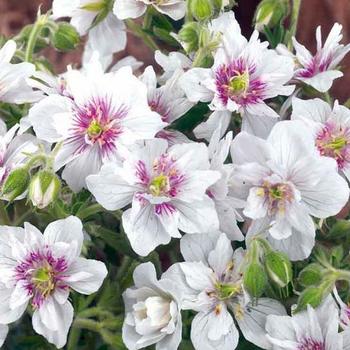 Geranium pratense 'Double Jewel' 