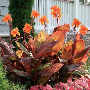 Canna 'African Sunset' 