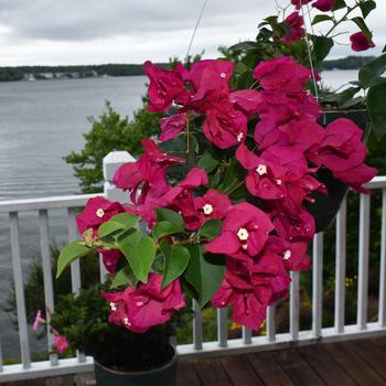 Bougainvillea 'Barbara Karst' 