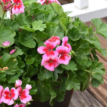 Pelargonium x hortorum Americana® 'Rose Mega Splash'