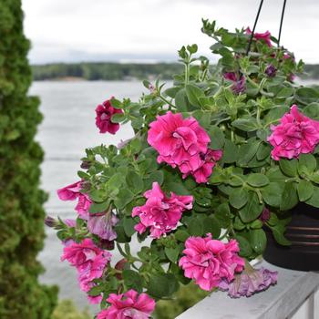 Pelargonium x hortorum 'Violet' 