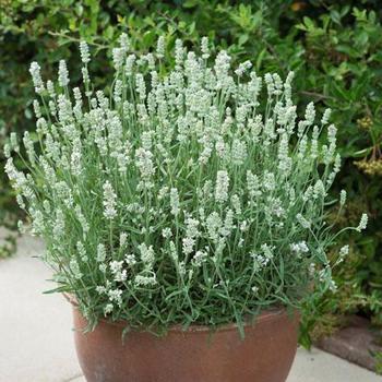 Lavandula angustifolia 'Beezee White' 
