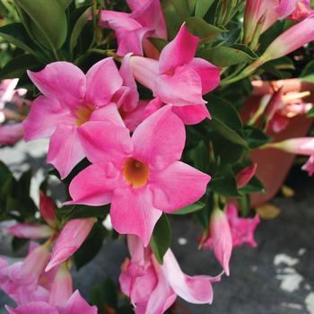 Mandevilla Vogue® 'Vivian'