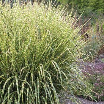 Miscanthus sinensis 'Gold Breeze'