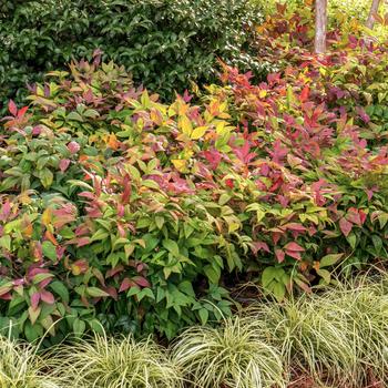 Nandina domestica 'AKA' PP19916