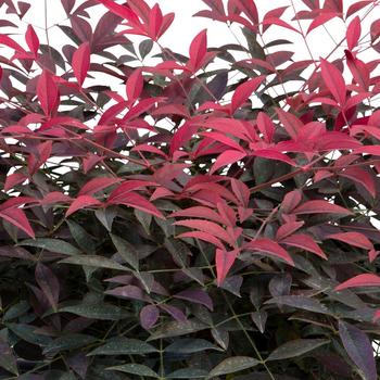 Nandina domestica 'Flirt™'