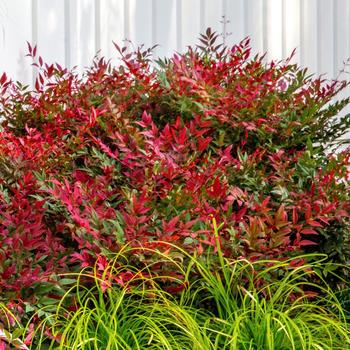 Nandina domestica 'Obsession™'