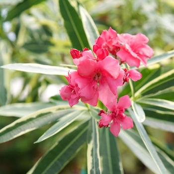 Nerium oleander 'Planst' 