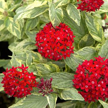 Pentas lanceolata 'Stars & Stripes™' 