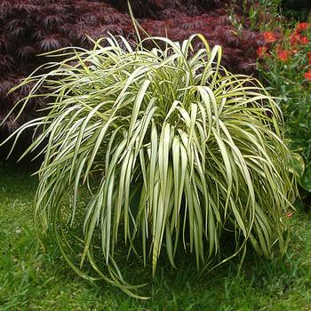 Phormium cookianum 'Blondie'