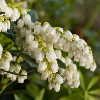 Pieris japonica 'Planow' 