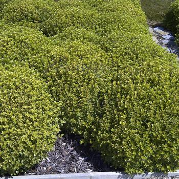 Pittosporum tenuifolium 'Beach Ball™'