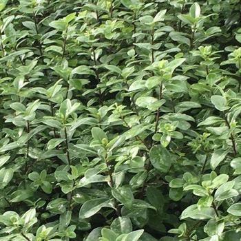 Pittosporum tenuifolium 'Irish Fortune™' 