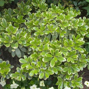 Pittosporum tobira 'Mojo®'