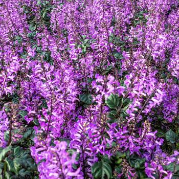 Plectranthus 'Magic Mona Purple'