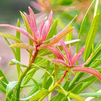 Podocarpus macrophyllus 'Mood Ring™'