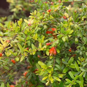 Punica granatum 'Orange Blossom Special'