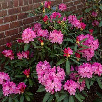 Rhododendron 'Brandi Michele Raley' 