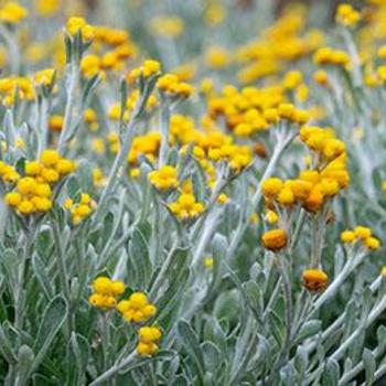 Chrysocephalum apiculatum 'Silver & Gold' 