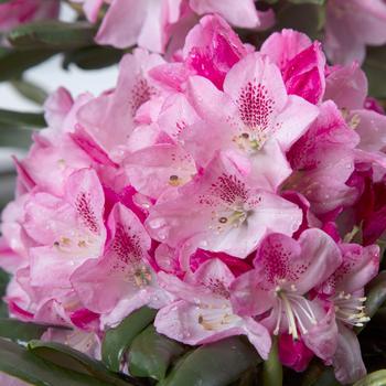 Rhododendron 'Holden52' PP30235