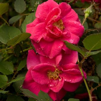 Rosa 'Radsouth' PPAF