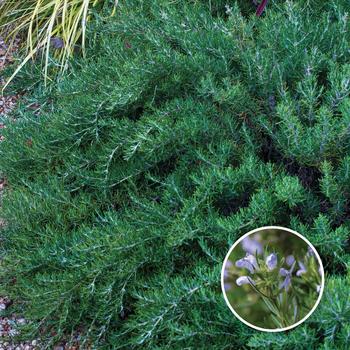 Rosmarinus officinalis 'Roman Beauty' 