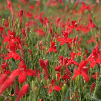 Ruellia elegans 'Ragin' Cajun' 