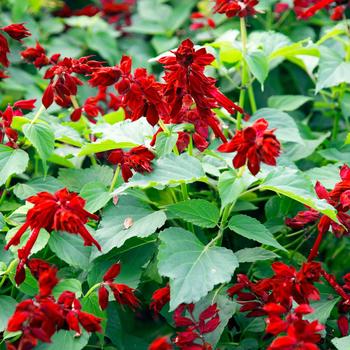 Salvia splendens 'Red' 