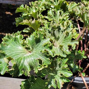 Farfugium japonicum 'Shishi Botan' 