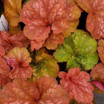 Heuchera 'Amber Lady' PPAF