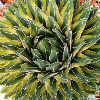 Agave victoriae-reginae 'Golden Princess' 