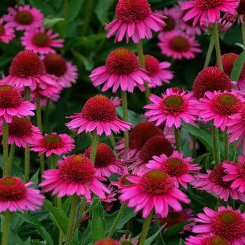 Echinacea 'Delicious Candy' PPAF