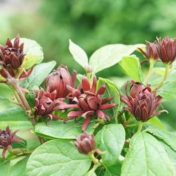 Calycanthus floridus 'Simply Scentsational®'