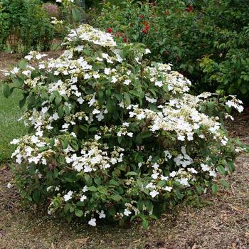 Viburnum plicatum var. tomentosum 'Steady Eddy®'