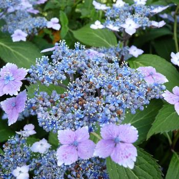 Hydrangea macrophylla 'Lilacina' 