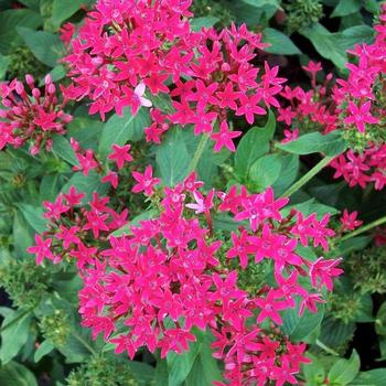 Pentas lanceolata 'Cranberry Punch' 