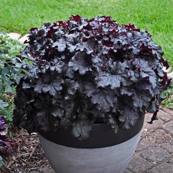 Heuchera 'Evening Gown' PPAF