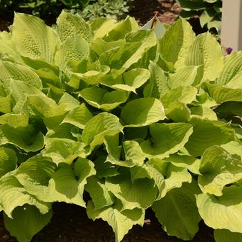 Hosta 'Squash Casserole' 