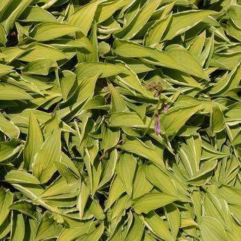 Hosta 'Lemon Frost' 