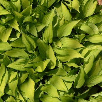 Hosta 'Twist of Lime' 