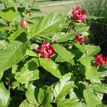 Calycanthus 'Aphrodite' PP24014