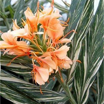 Hedychium 'Dr. Moy' 