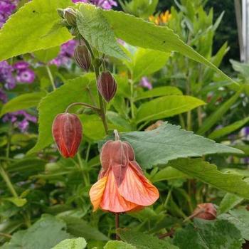 Abutilon megapotamicum 'Orange Hot Lava' 