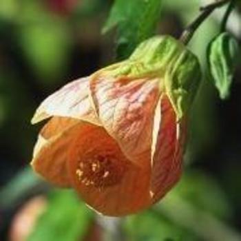 Abutilon 'Apricot Glow' 