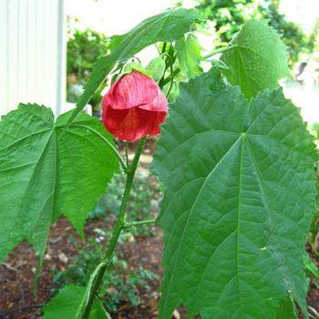 Abutilon 'Jerry's Red Wax' 