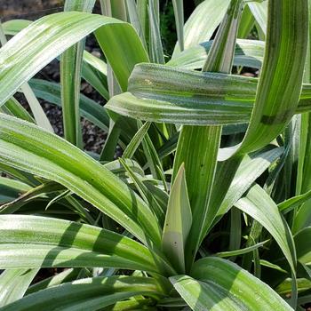 Astelia chathamica 'Silver Spear' 