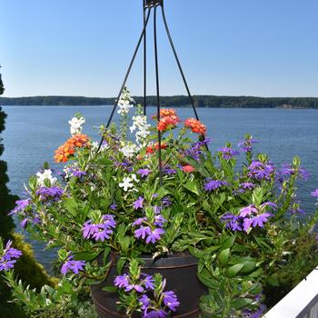 Combination Planter 'Rocket Red Glare' 